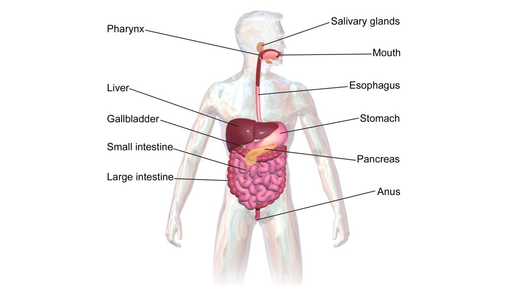 Diagram of the digestive system